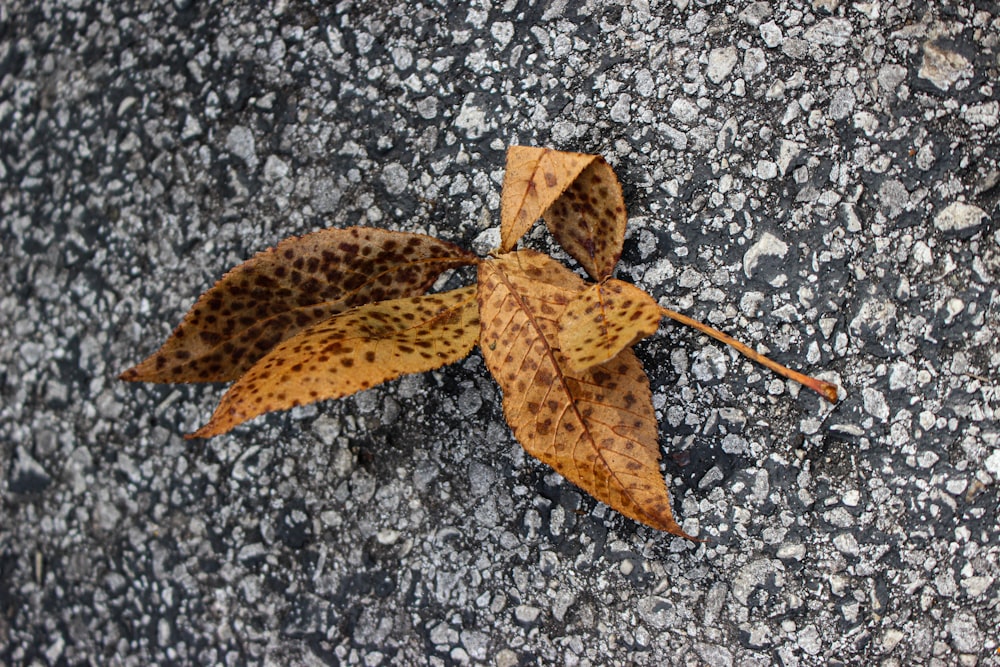 a single leaf laying on the ground