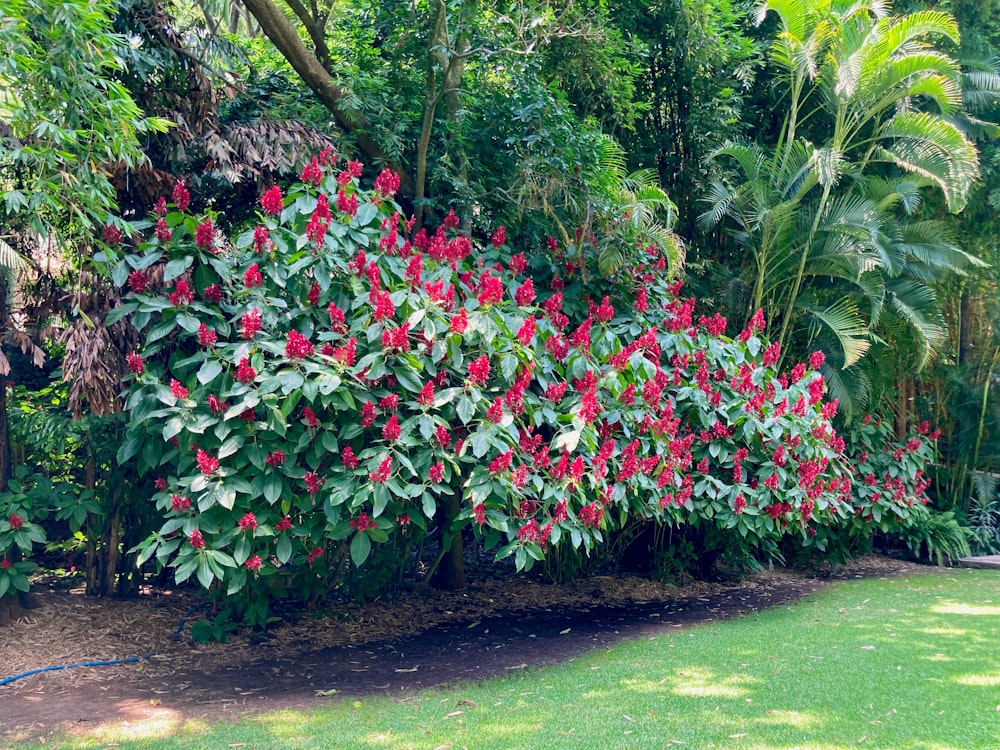 a bush with red flowers in the middle of a park