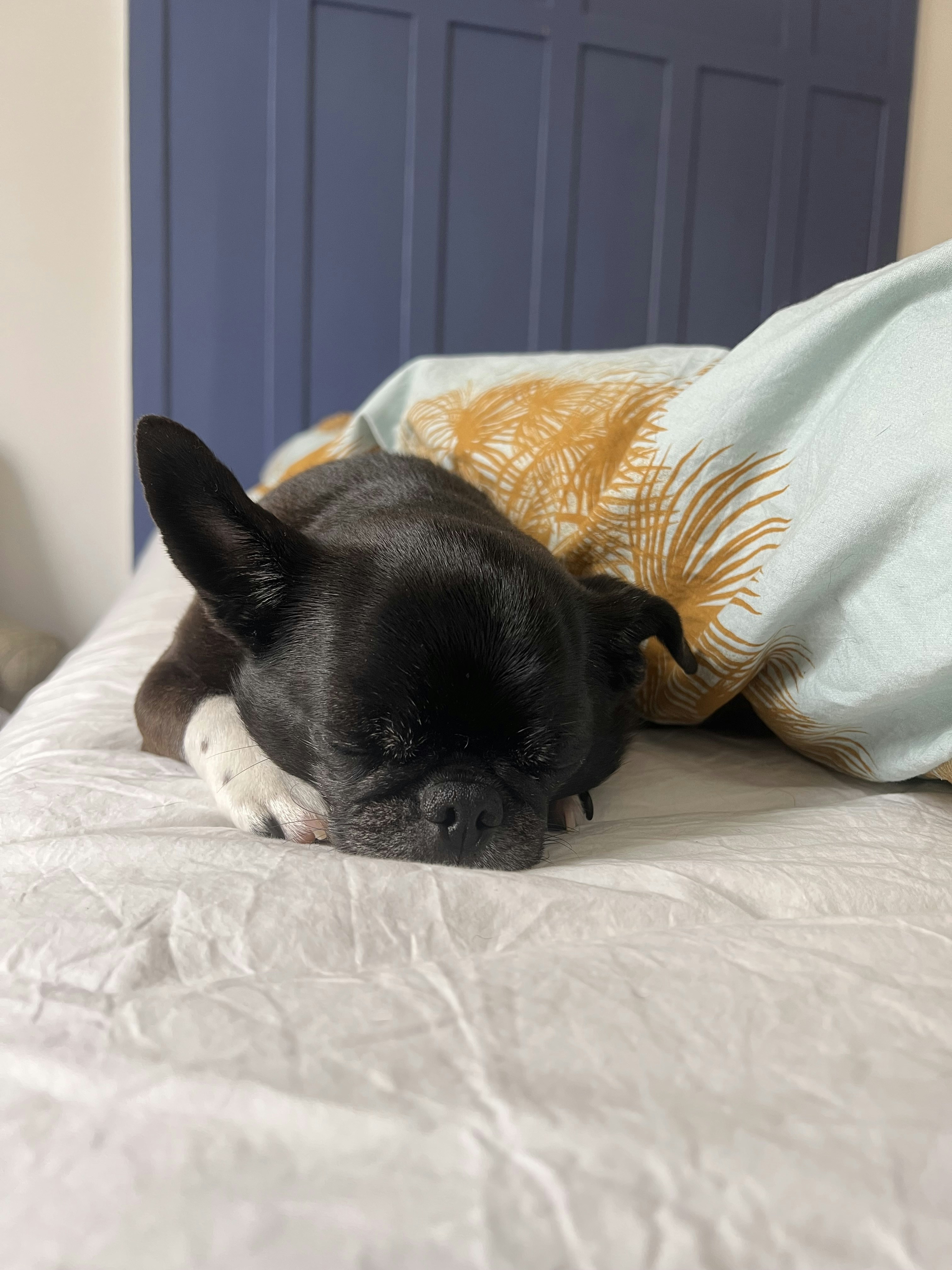 A small black dog laying on top of a bed photo – Free Dog Image on Unsplash