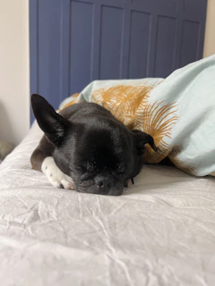 A cozy corner with a chic black and beige pet bed where a small white dog naps peacefully.