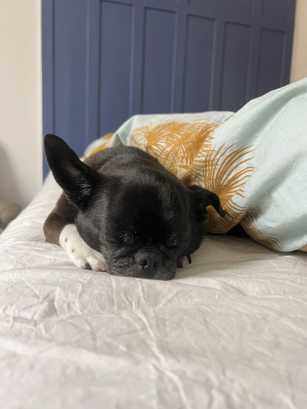 a small black dog laying on top of a bed