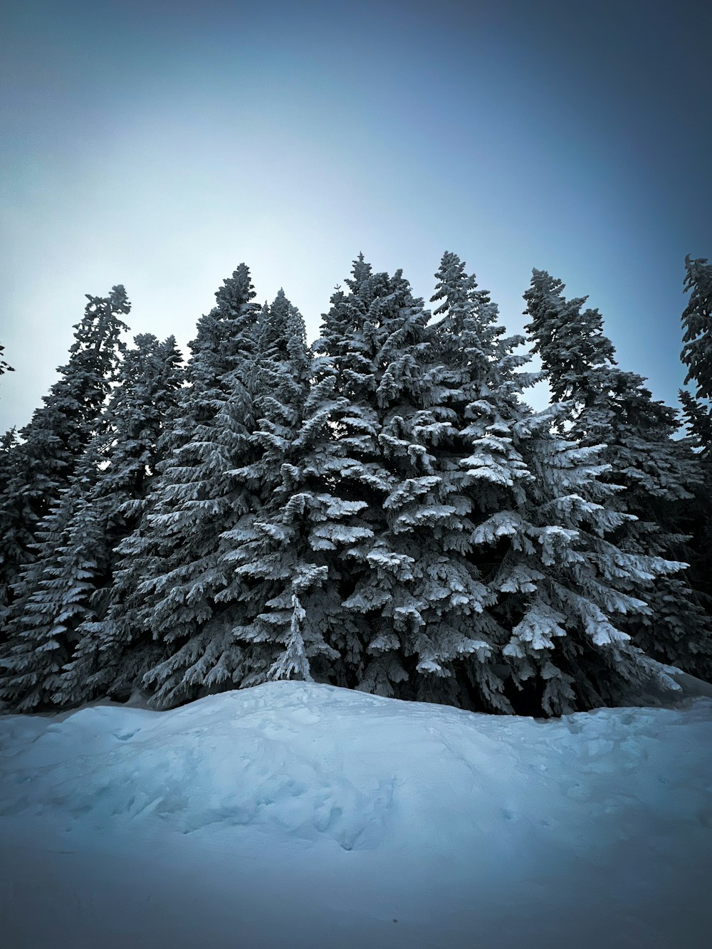 a group of pine trees covered in snow