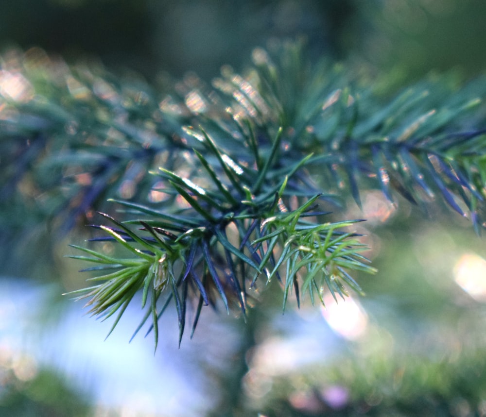 a close up of a pine tree branch