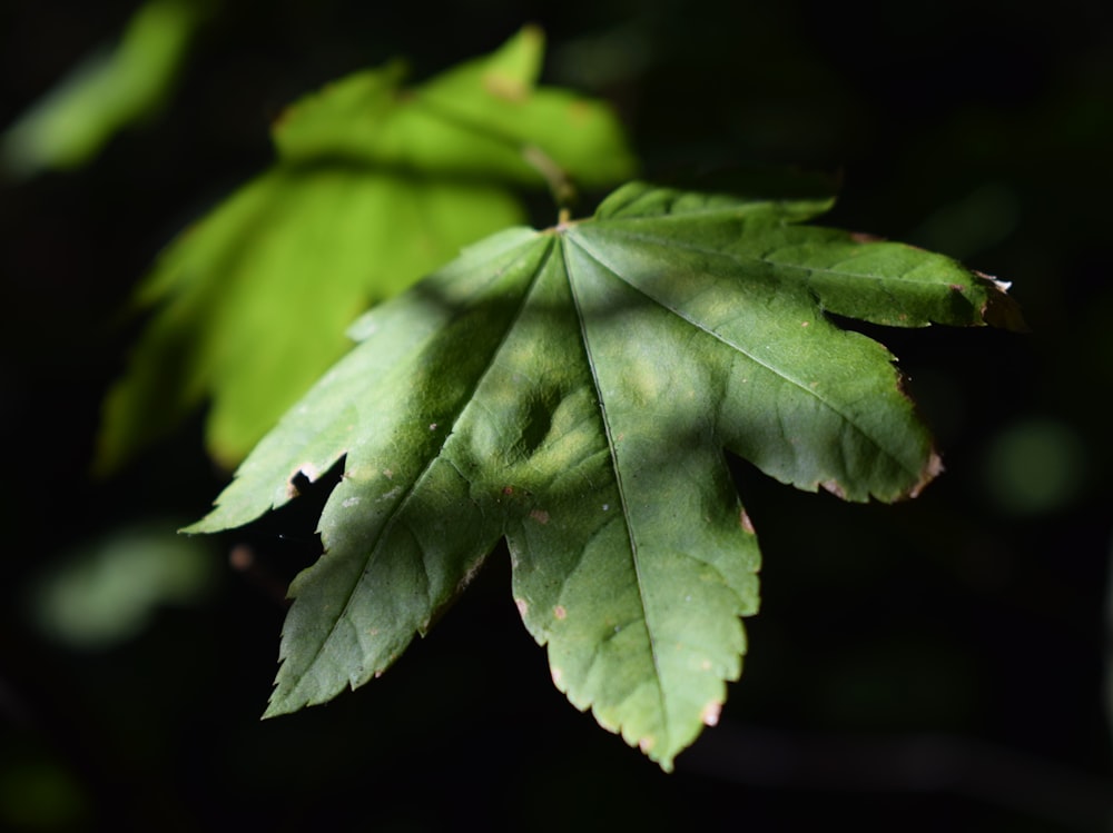 a close up of a green leaf on a tree