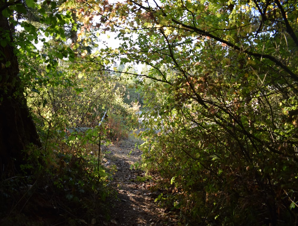 a dirt path surrounded by trees and bushes