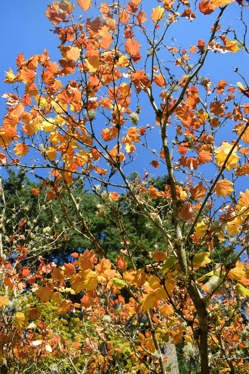 a tree with orange leaves and a blue sky in the background