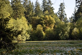 A serene forest landscape showcasing healthy trees and natural growth