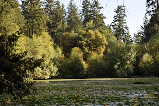 A serene landscape featuring a lush green forest with sunlight filtering through the trees, symbolizing natural wellness.