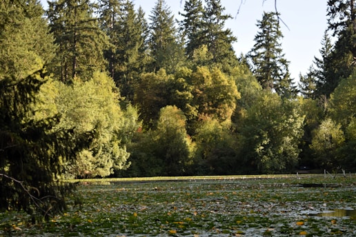 A serene landscape featuring a lush green forest with sunlight filtering through the trees, symbolizing natural wellness.