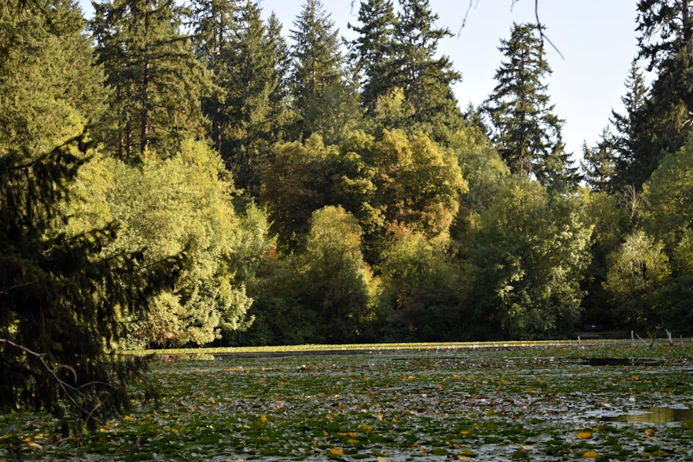 Un lago rodeado de muchos árboles y nenúfares