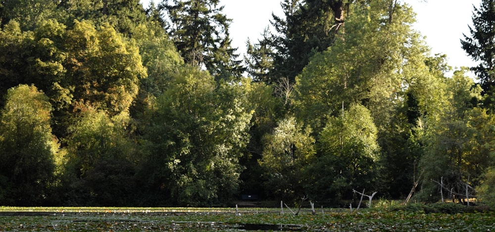 a pond surrounded by trees and lily pads