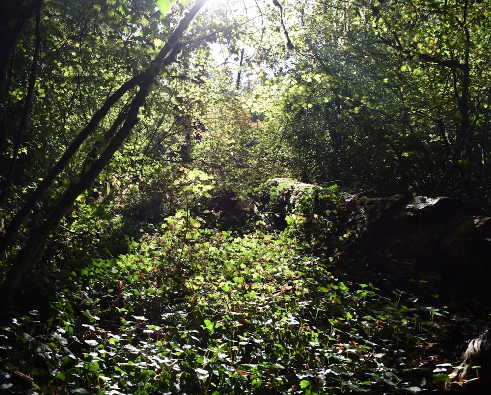 El sol brilla a través de los árboles en el bosque