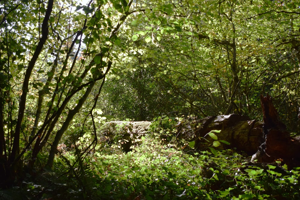 Un bosque lleno de muchas plantas y árboles verdes