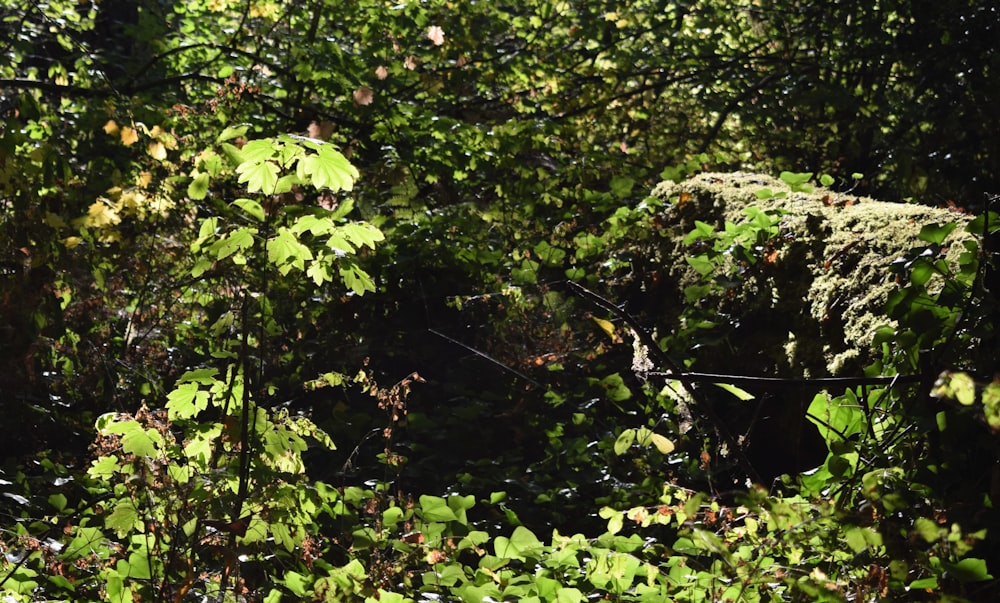 a forest filled with lots of green plants