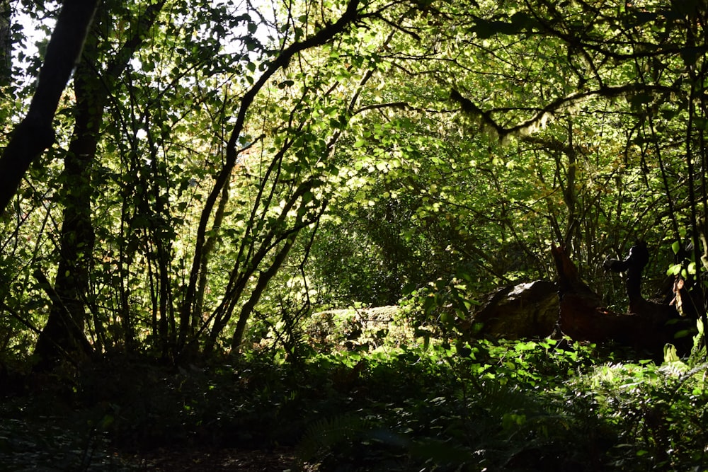 Un bosque lleno de muchos árboles verdes