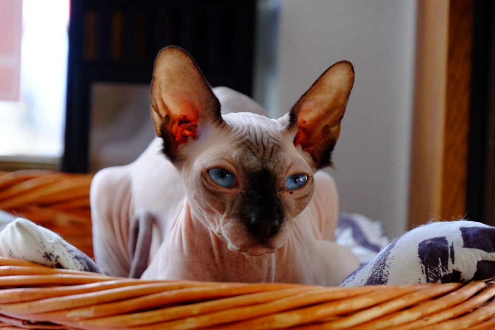 a hairless cat with blue eyes sitting in a basket