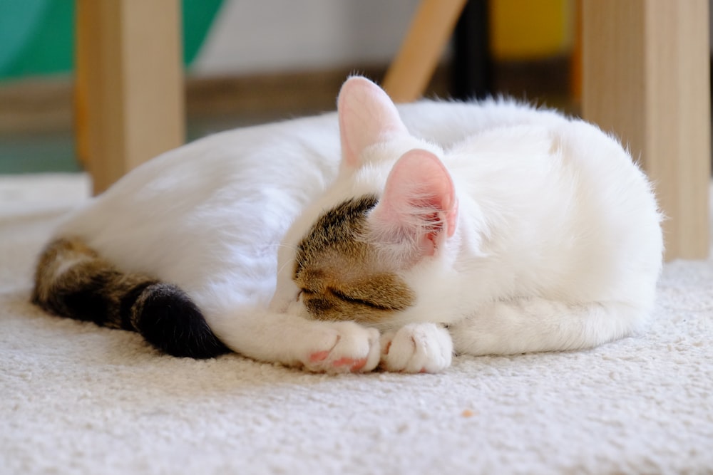 a white cat laying on the floor next to a chair