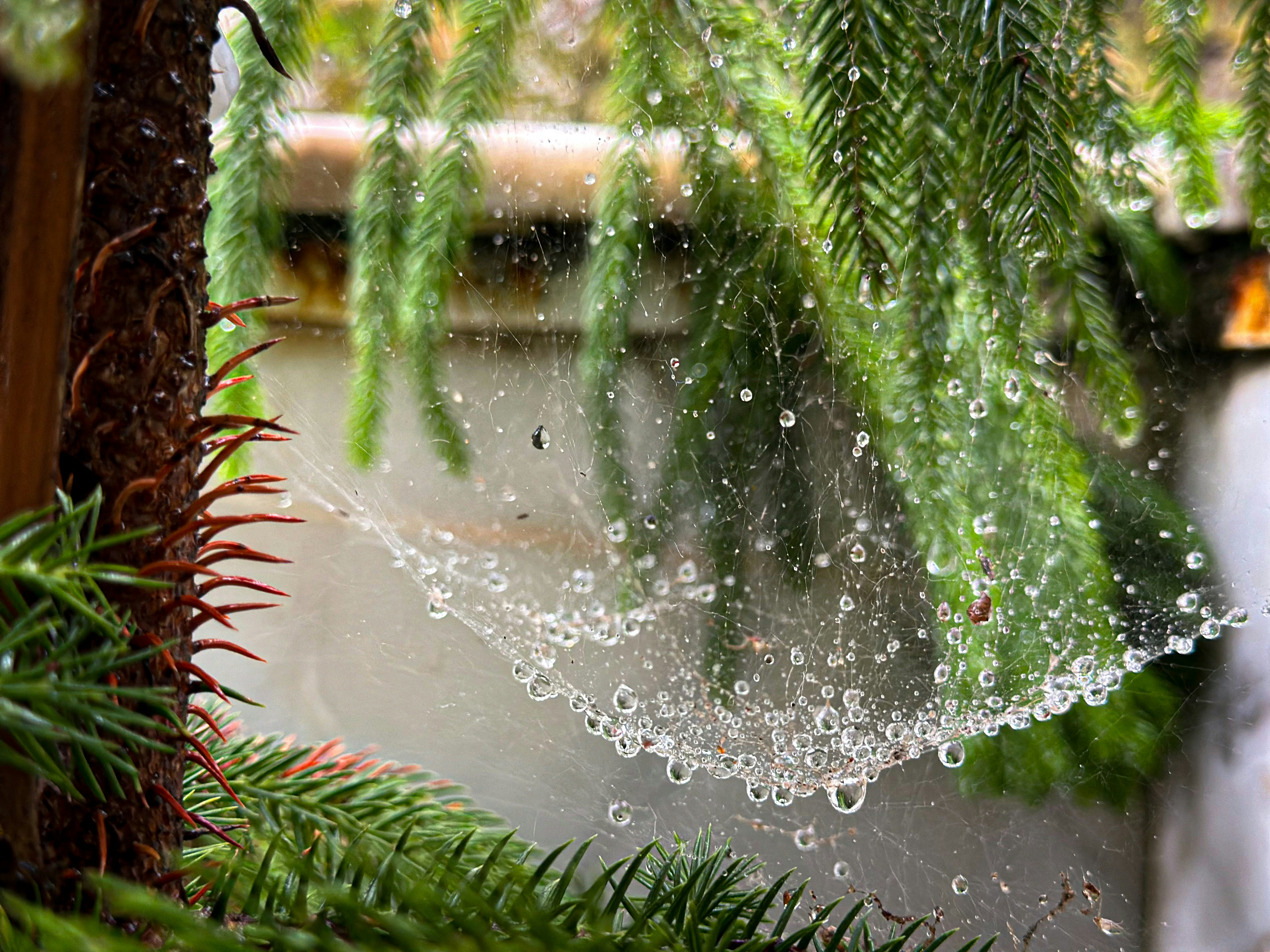 Are There Any Spider Species Known For Their Impressive Web Architecture, Aside From Orb-weavers?