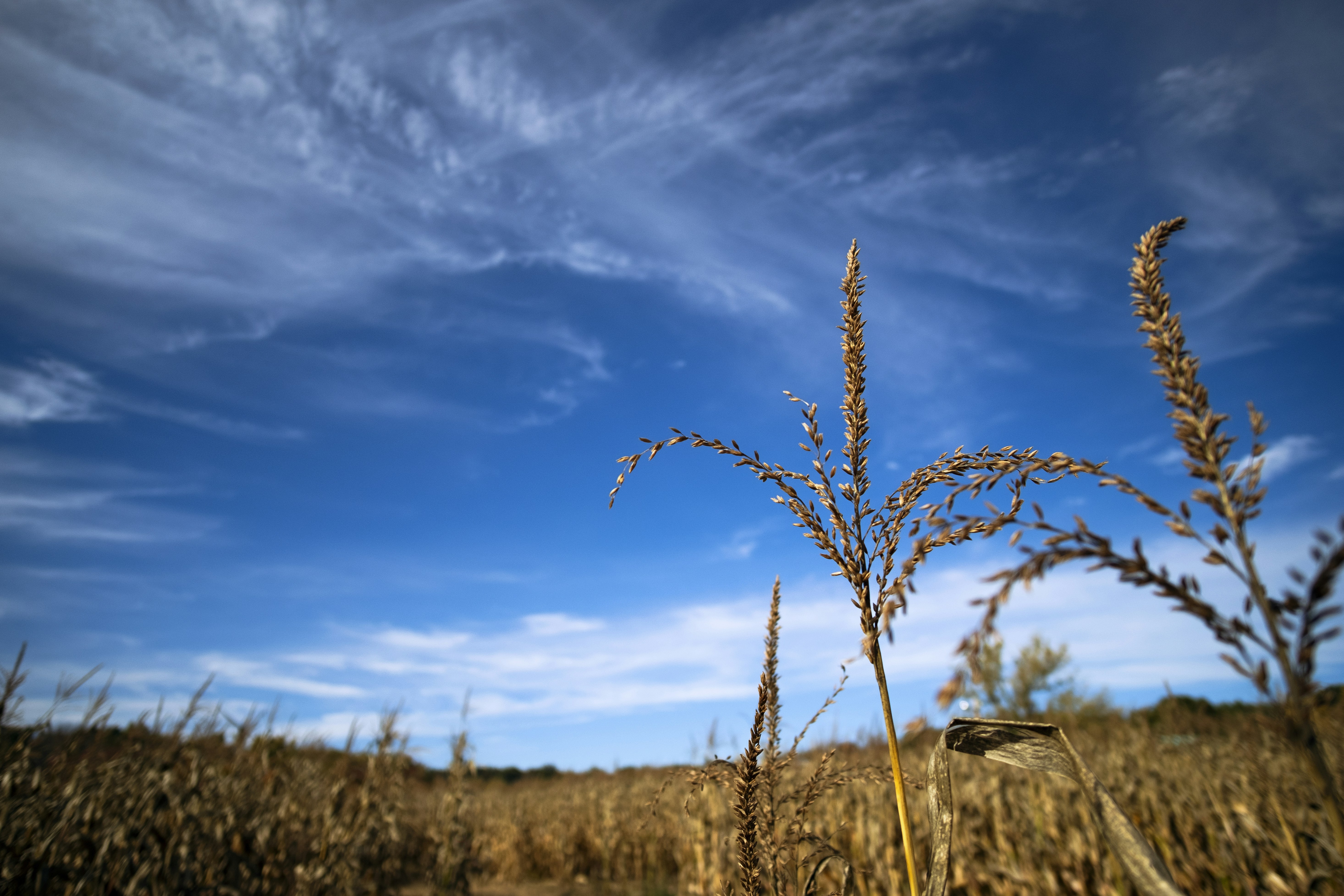 Corn stalks and blue sky above a corn maze