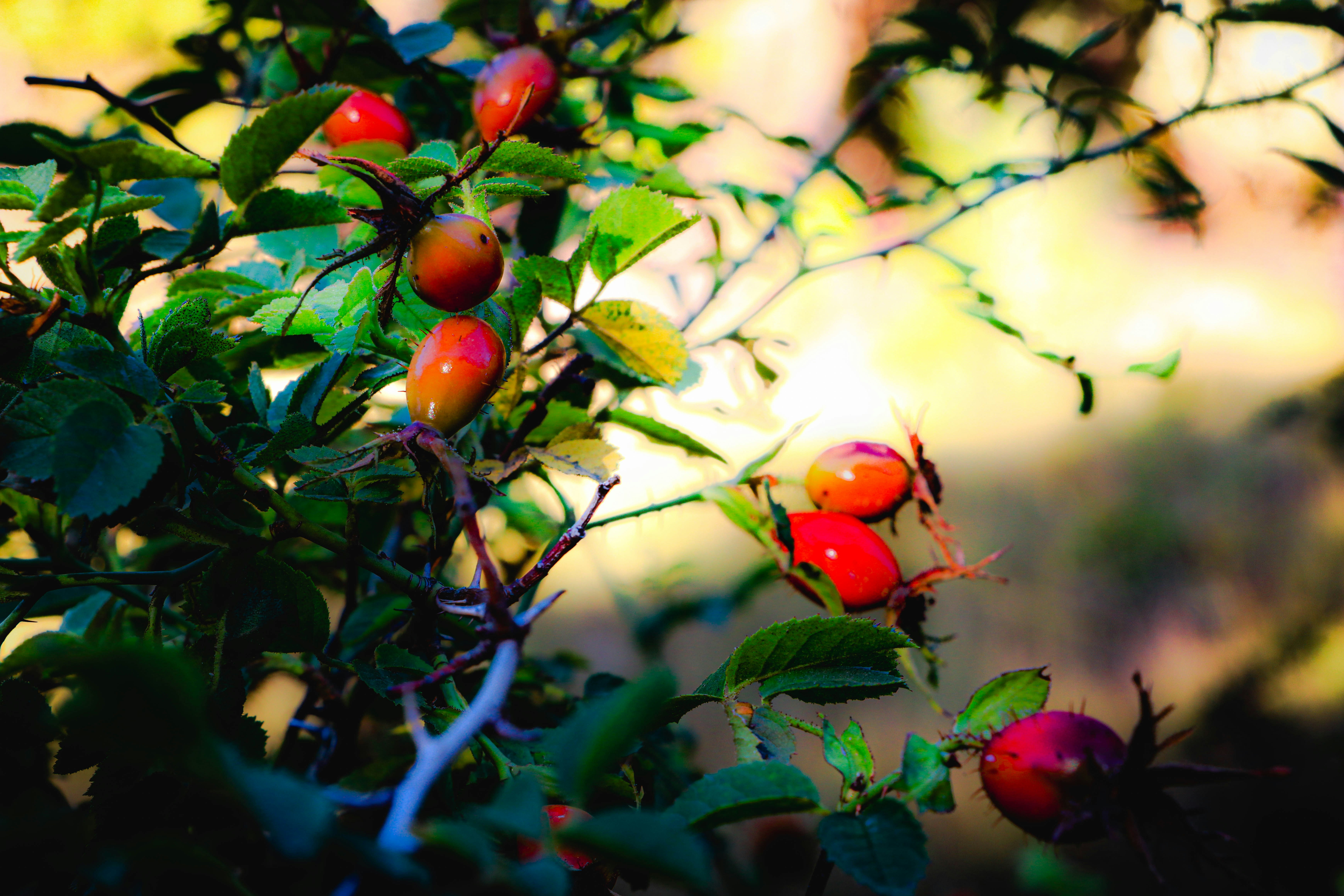 Photo by davidjboozer