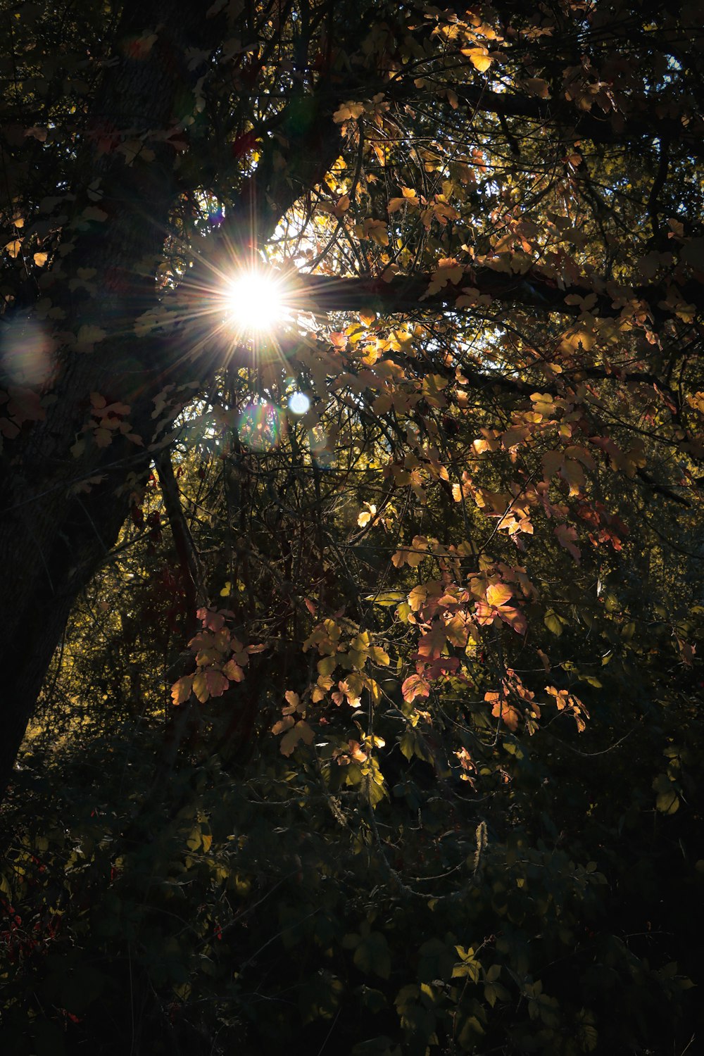 the sun shining through the leaves of a tree