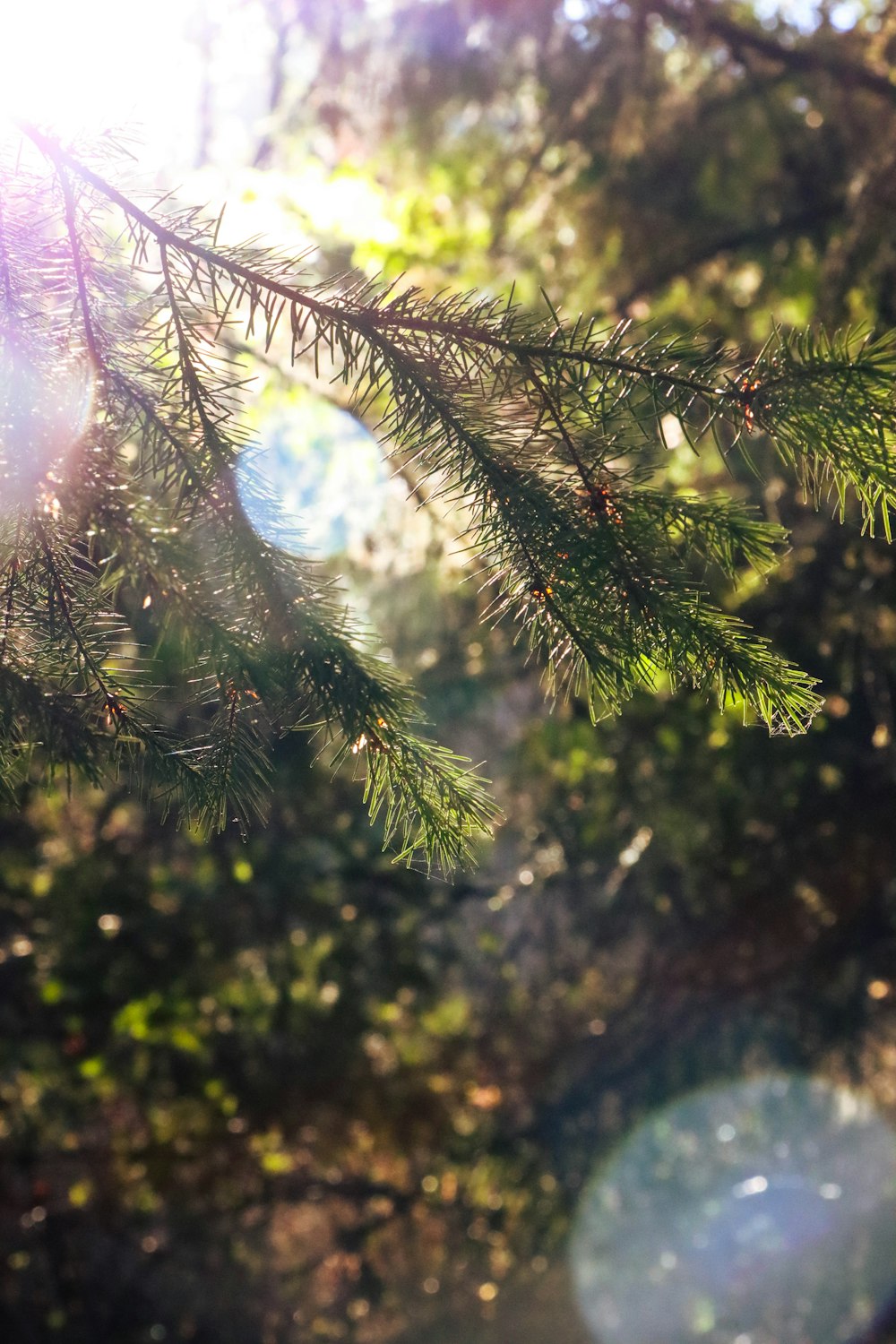 the sun shines through the branches of a pine tree