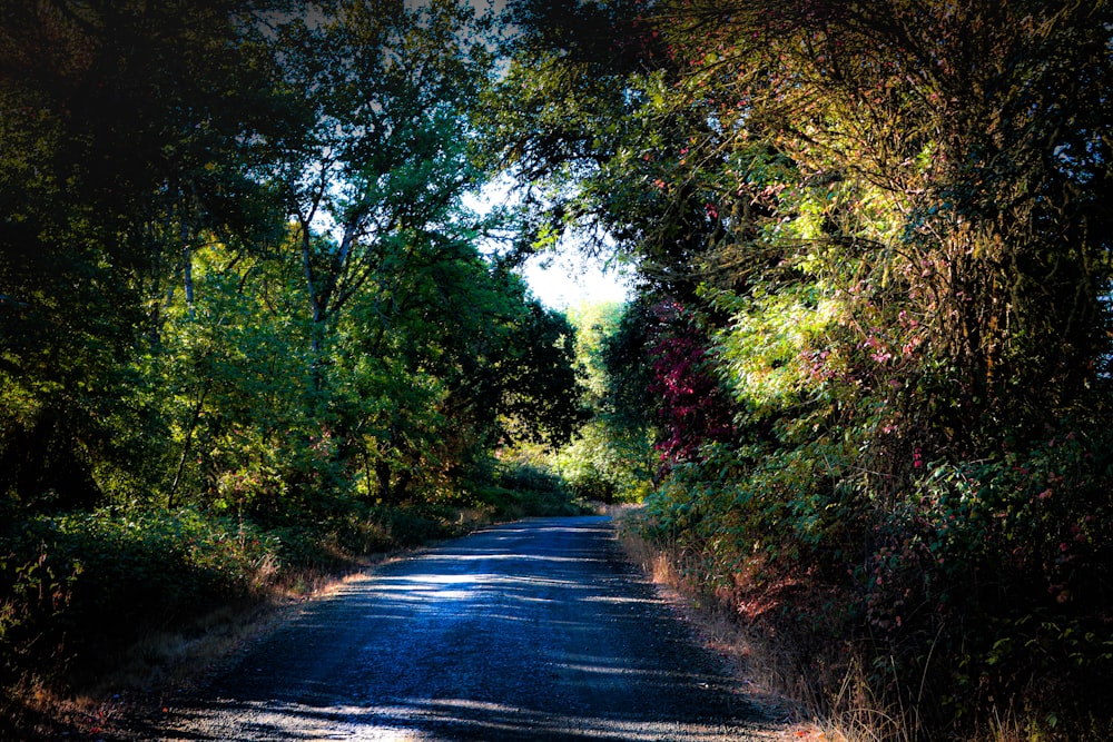 an empty road surrounded by trees and bushes