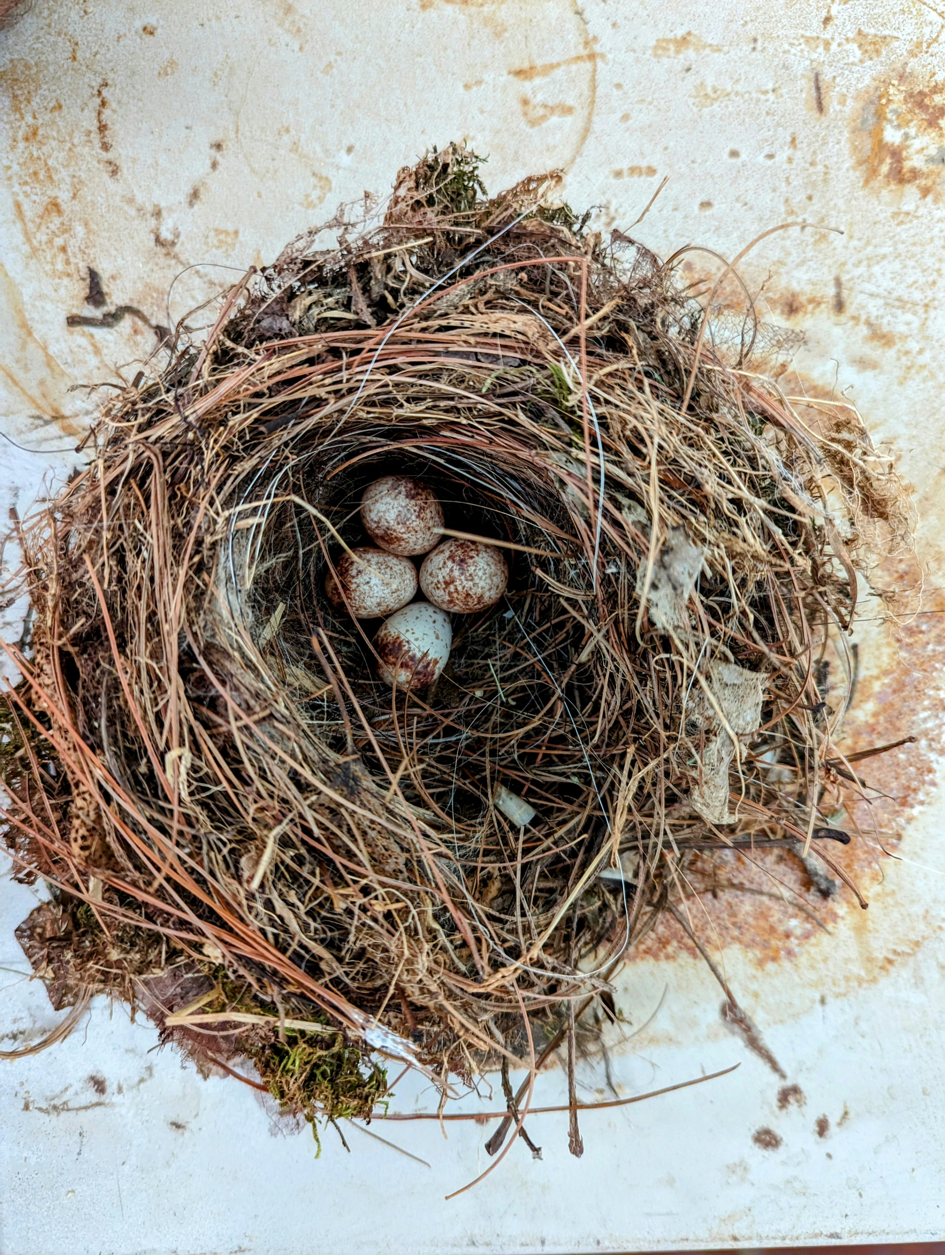 a bird's nest with three eggs in it