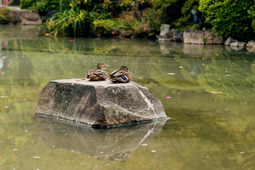a group of ducks sitting on top of a rock in a pond