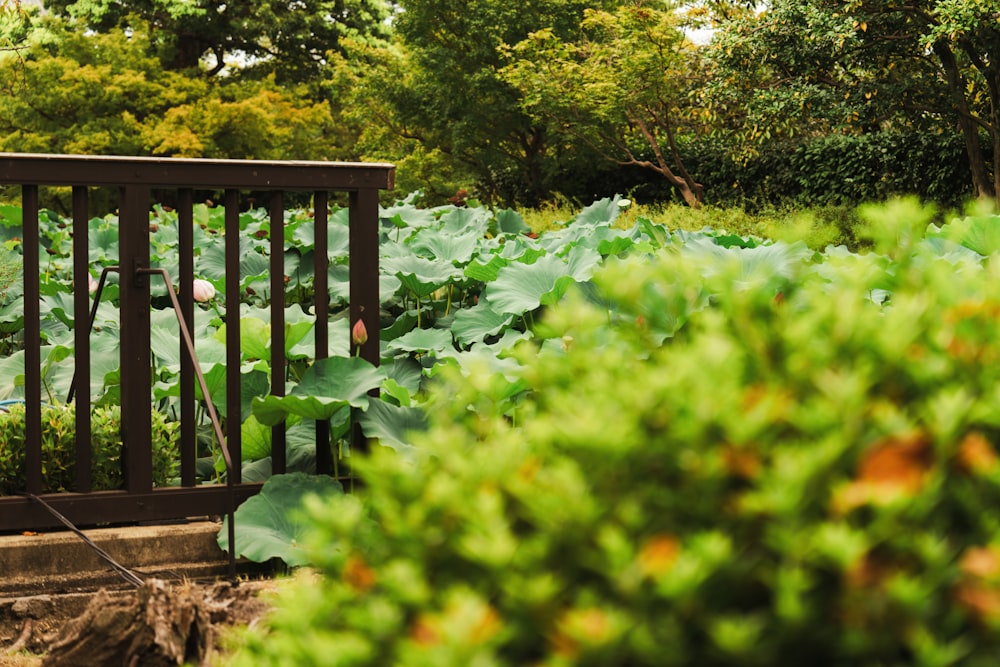 a wooden bench sitting in the middle of a lush green field