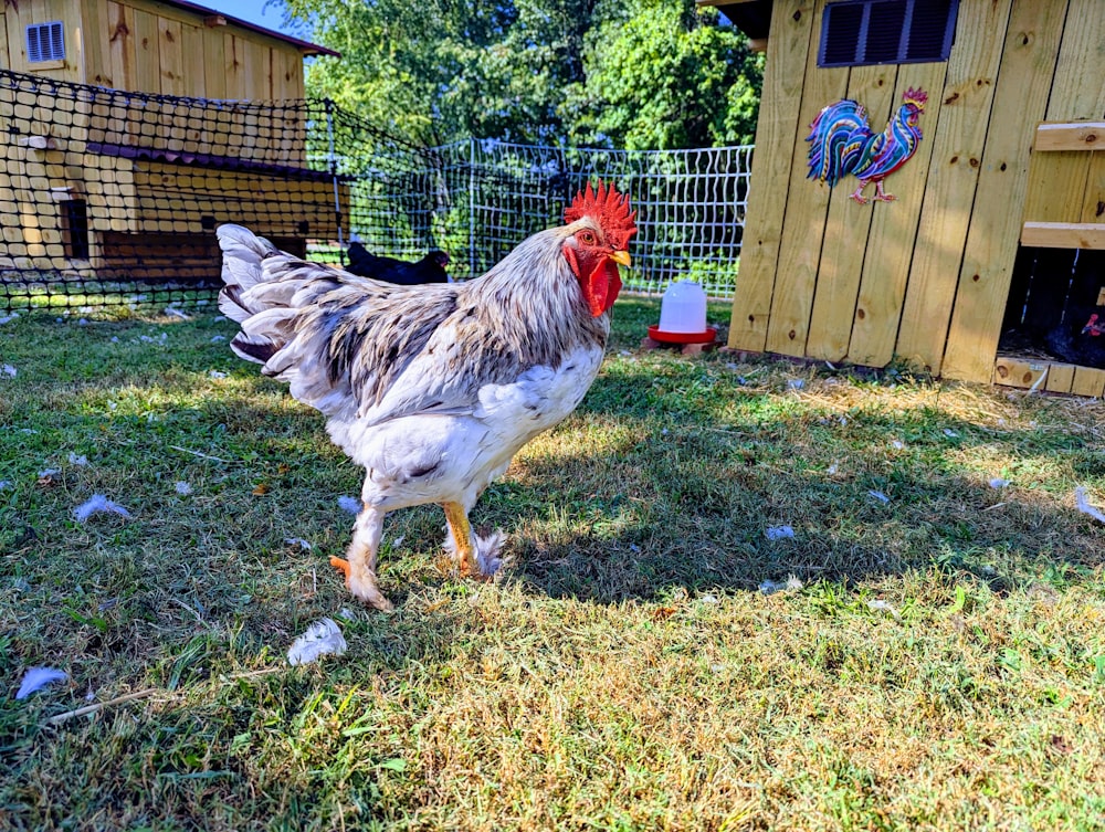 a rooster is standing in the grass near a chicken coop