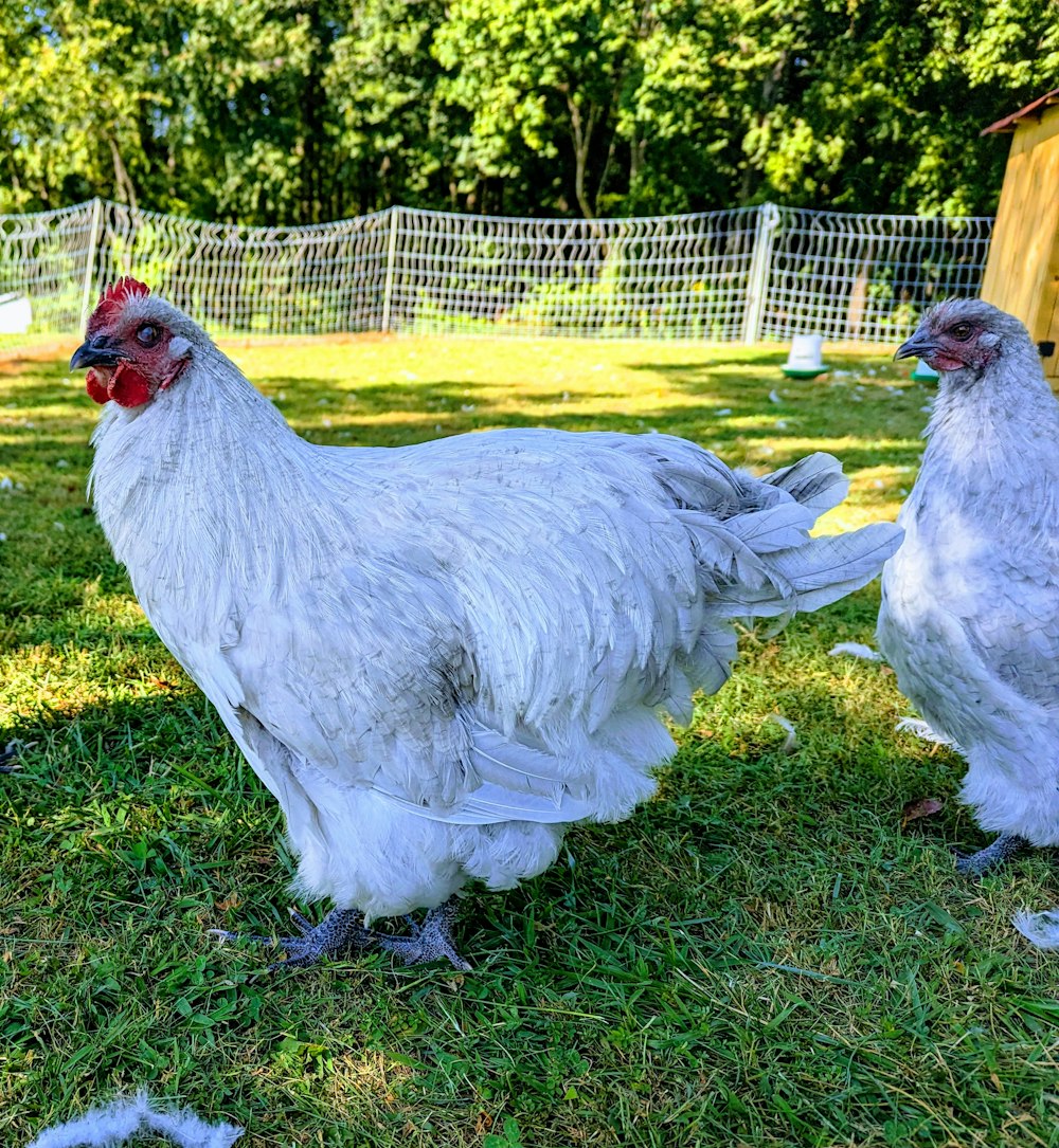 a couple of white chickens standing on top of a lush green field