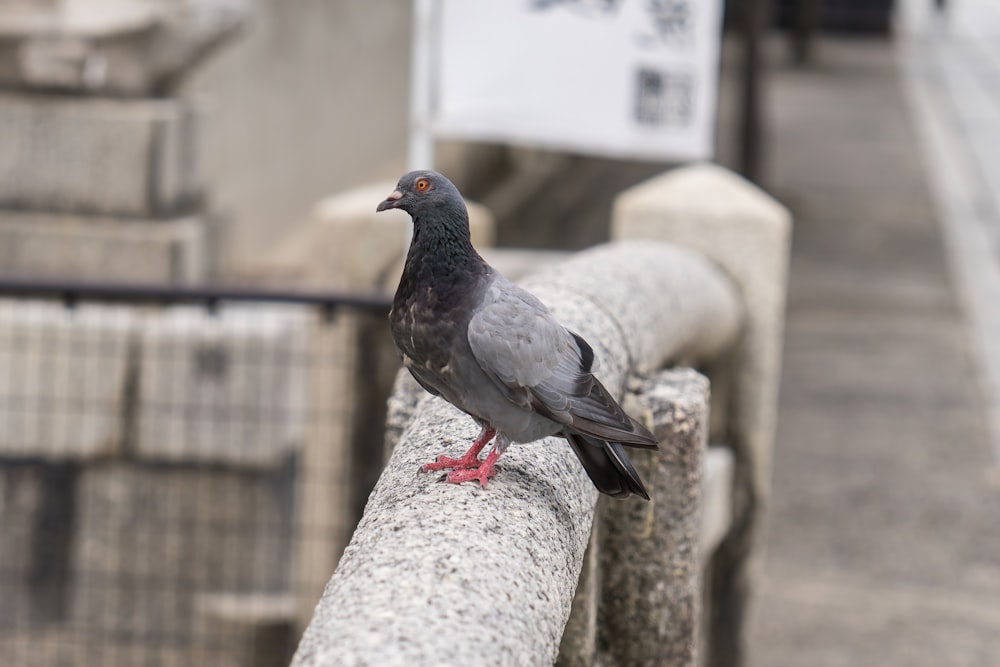a pigeon is standing on a railing outside