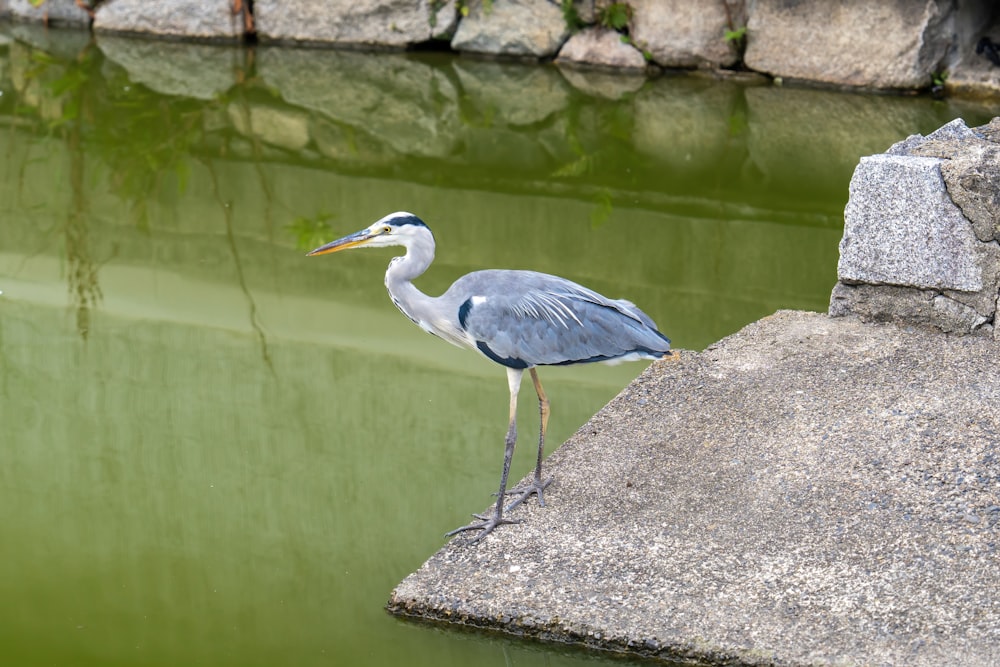 un uccello in piedi su una roccia vicino a uno specchio d'acqua