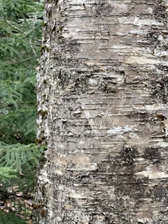 Close-up of a scientist carefully examining Terminalia Arjuna bark samples in a modern lab setting.