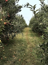 A lush orchard with rows of apple trees on either side of a grassy path, dotted with fallen apples among vibrant green foliage. The trees are laden with red apples, suggesting a fruitful harvest season.