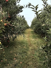 A lush orchard with rows of apple trees on either side of a grassy path, dotted with fallen apples among vibrant green foliage. The trees are laden with red apples, suggesting a fruitful harvest season.