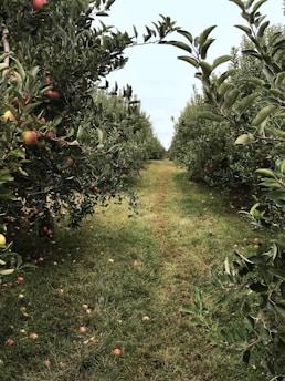 A lush orchard with rows of apple trees on either side of a grassy path, dotted with fallen apples among vibrant green foliage. The trees are laden with red apples, suggesting a fruitful harvest season.