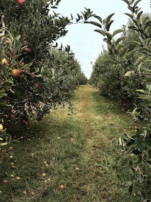 Rows of gala apple trees stretching across the lush green slopes of the High Atlas mountains.