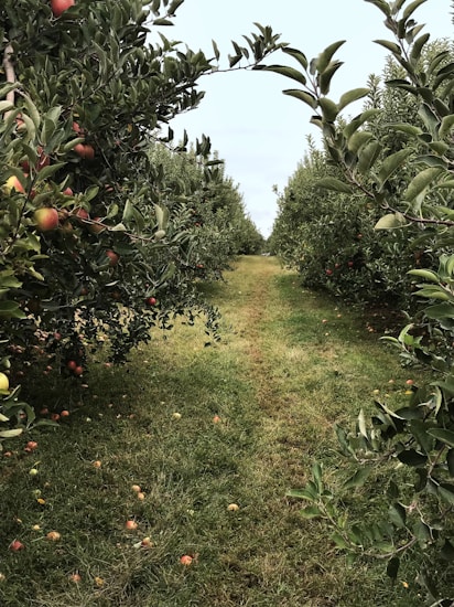 A lush orchard with rows of apple trees on either side of a grassy path, dotted with fallen apples among vibrant green foliage. The trees are laden with red apples, suggesting a fruitful harvest season.