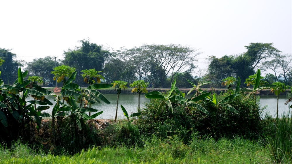 a body of water surrounded by lush green vegetation