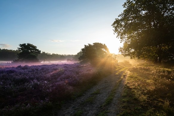A serene landscape at sunrise or sunset with purple heather fields stretching into the distance. Sunlight filters through the trees, casting long shadows along a dirt path. The sky is clear with a soft blue hue, complemented by warm golden light.