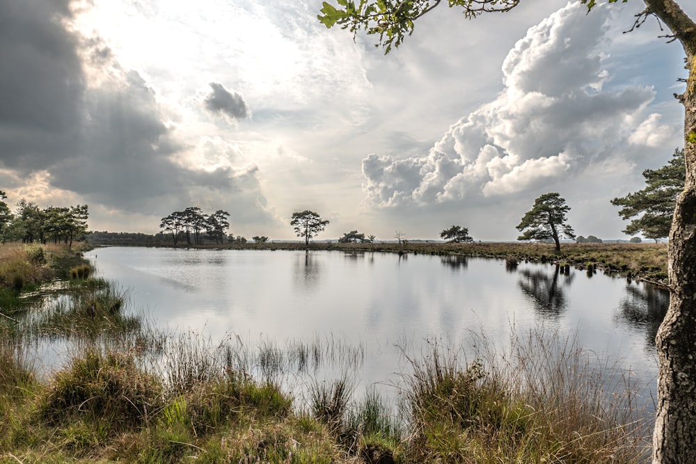 a body of water surrounded by grass and trees