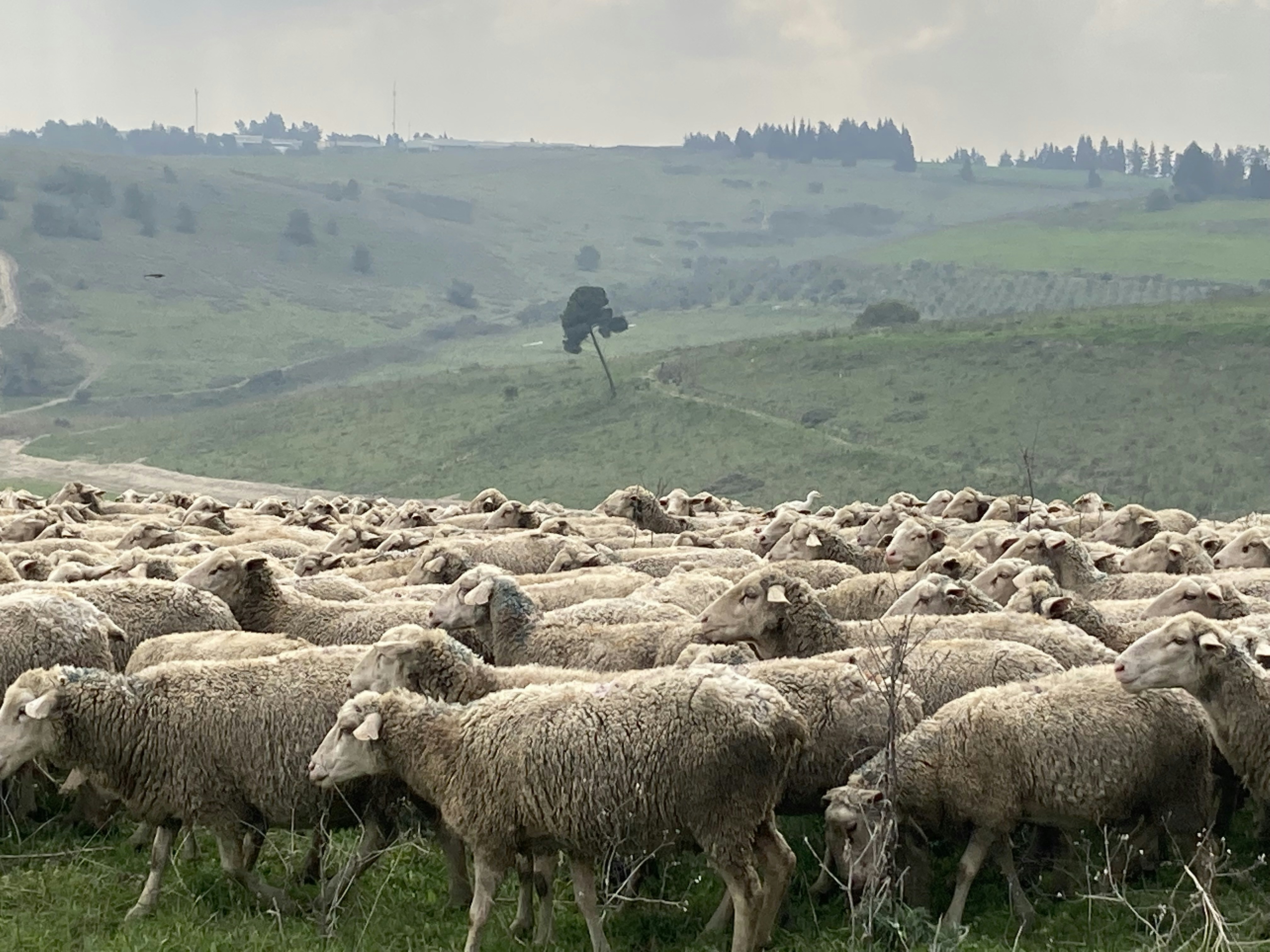 Photo by amosloberman