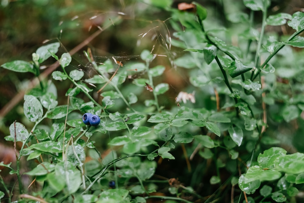 um arbusto com folhas verdes e bagas azuis