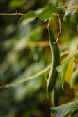 Close-up of dew drops on green bean pods early in the morning.