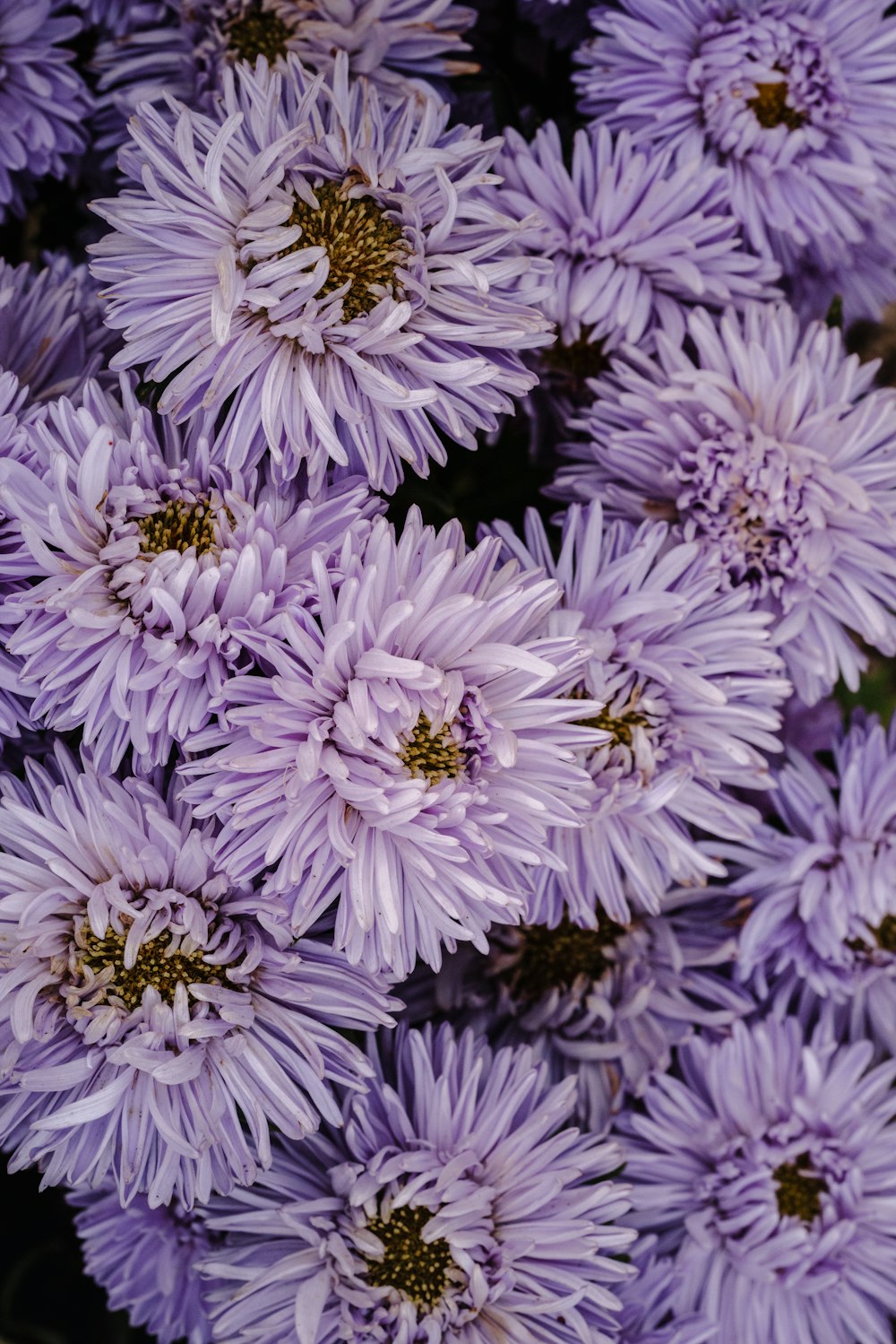 a bunch of purple flowers that are blooming