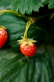Close-up of ripe strawberries growing on a plant.