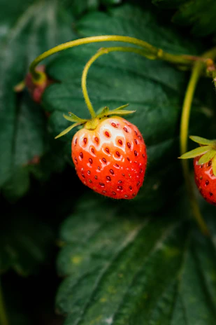 Close-up of ripe strawberries glistening in the morning sun on a lush green plant.