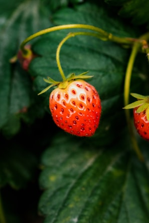 Close-up of ripe strawberries glistening with morning dew on green leafy stems.